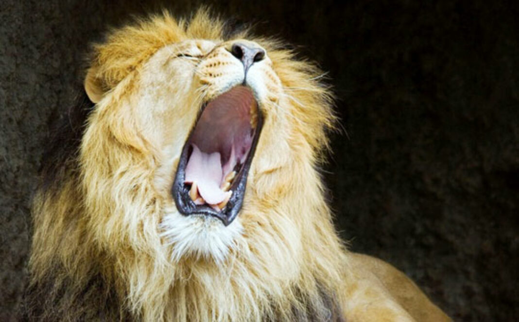 mulut-singa-2013-oktober