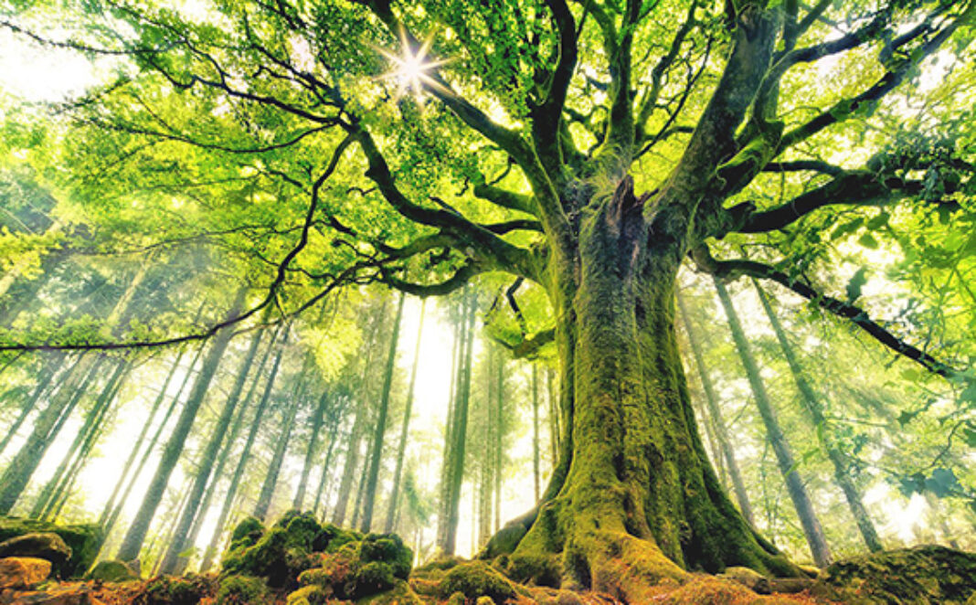 pohon-rindang-oktober-2016-majalah-hidup