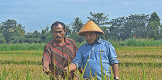 Senator Caping dari Lampung Berjuang Untuk Kesejahteraan Petani
