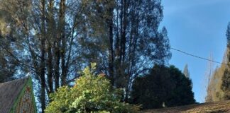 Di Vietnam Panggilan Tumbuh Subur, Ordo Kapusin Memetik Bulir Pertama